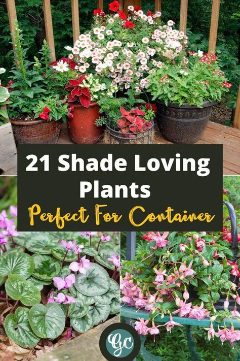 Potted Shade Flowers: 20 Great Shade-Loving Plants For Containers Decoration, Porches, Shade Loving Perennials, Best Plants For Shade, Shade Plants Container, Shade Plants, Best Potted Plants, Potted Plants For Shade, Shade Garden Plants