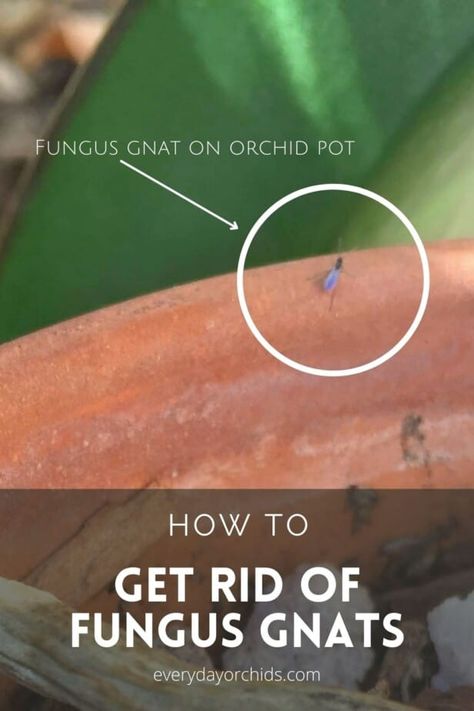 How to Eliminate Fungus Gnats From Orchids - Everyday Orchids Gardening, Orchid Pests, Insecticide, Gnats In House Plants, Repotting Orchids, Orchid Diseases, Orchid Care, Mosquito Dunks, Watering