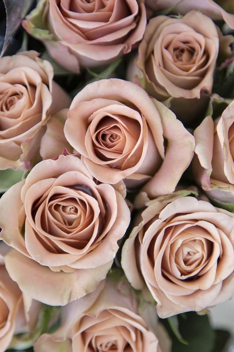Rose Varieties, Peach Roses, Pink Rose Bouquet, Peach Flowers, Dusty Pink, Peach Rose, Rose Peach, Flowers Bouquet, Blush Rose