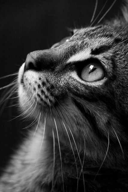Perros, Cat Pics, Gatos, Cat Photo, Animals Black And White, Cat Photography, Cute Cats, Cats, Cats And Kittens