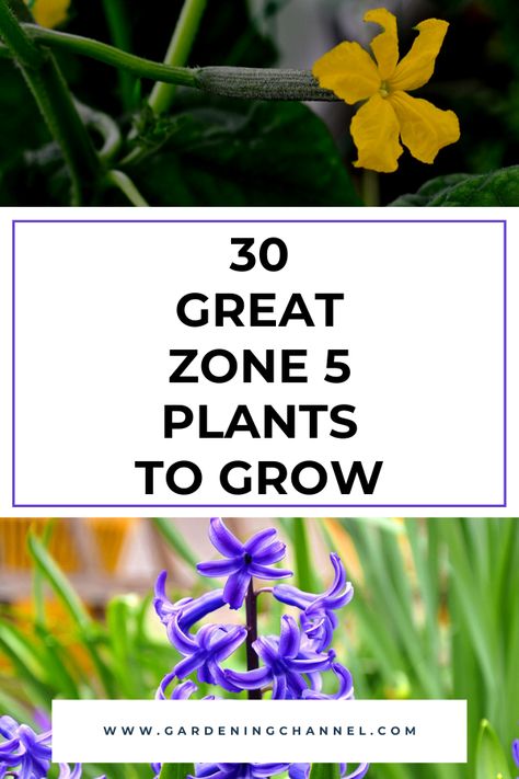 Cucumbers growing in garden and hyacinth flowers with text overlay thirty great zone five plants to grow Diy, Colorado, Indoor Gardening, Gardening Zones, When To Plant Vegetables, Garden Veggies, Zone 5 Plants, Plant Zones, Zone 5 Gardening Landscaping