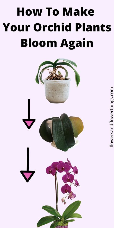 Gardening, Planting Flowers, Orchid Care, Orchid Care Rebloom, Orchid Plant Care, Growing Orchids, Orchid Plants, Growing Plants, Orchid Rebloom