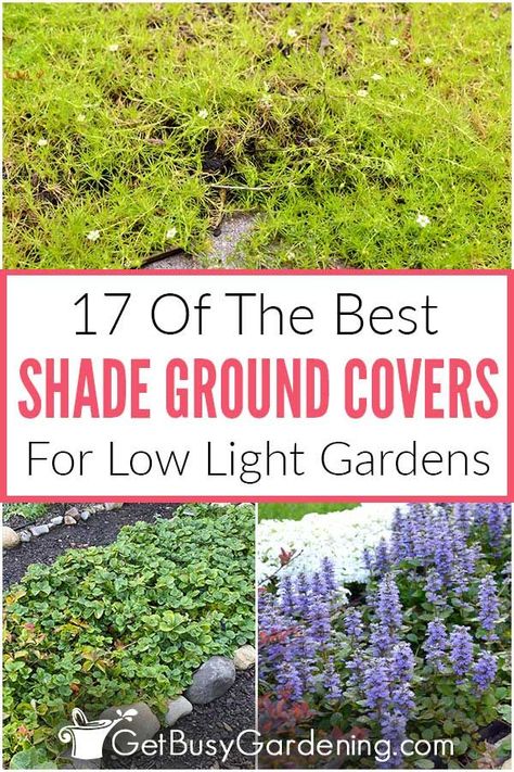Garden Care, Design, Shaded Garden, Perennial Ground Cover, Ground Covering Plants, Flowering Ground Cover Perennials, Ground Cover Plants Shade, Best Plants For Shade, Drought Tolerant Plants