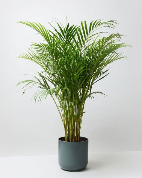 Antoni Gaudi, Plants, Palm, Gaudi, Areca Palm, Palmiers, Areca Palm Indoor, Perfect Plants, Palm Plant