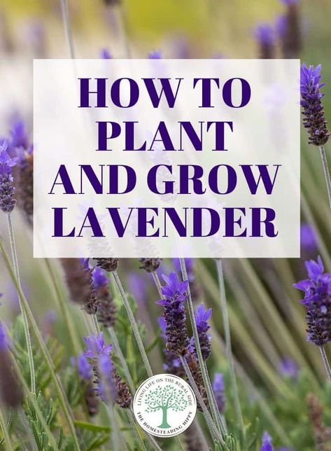 Layout, Shaded Garden, Mandalas, Gardening, Growing Lavender, Lavender Plant Care, Growing Herbs, How Plants Grow, Lavender Plants