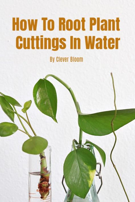 Learn how to root plant cuttings in water the easy way! Follow step by step instructions to make your very own new plants. #houseplants #propagate #propagation #indoorgardening Container Gardening, Planting Flowers, Plant Care, Gardening Tips, Propagation, Types Of Plants, Indoor Plants, Garden Plants, Outdoor Plants