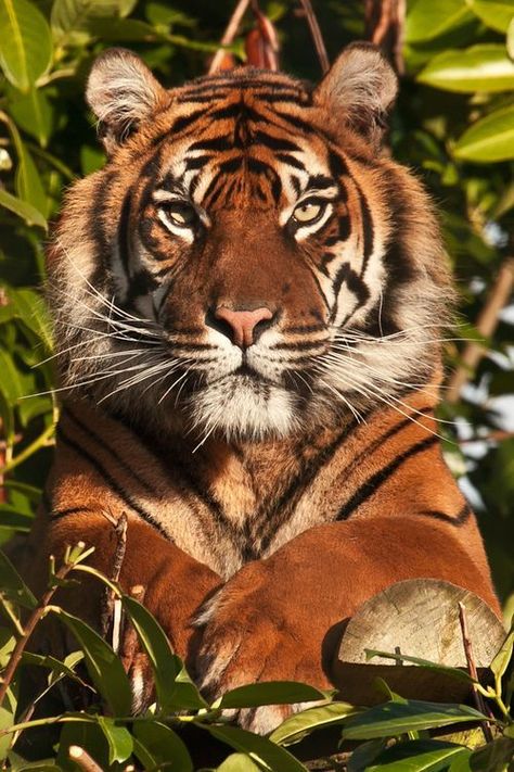 Dignitas sublimitas Big Cats, Lions, Lion, Wild Tiger, Pet Birds, Wild Cats, Tiger, Exotic Cats, Panthera Tigris