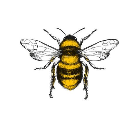 90,846 Honey Bee Stock Photos, Pictures & Royalty-Free Images - iStock Bee Icon, Bee Drawing, Bee Pictures, Bee Images, Bee Wall Art, Bee Painting, Bee Illustration, Bee Wall, Engraving Illustration