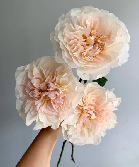 Possibly the most beautiful blush garden roses ever. Floral Arrangements, Flora, Floral, White Flowers, Wholesale Florist, Rose Varieties, Garden Roses Wedding, Flower Arrangements, Pink Garden