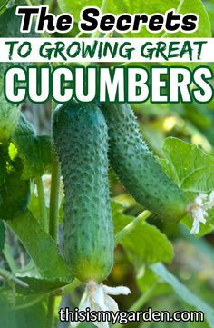 Plants, Health, Cucumber Plant, Growing, Health Facts, Tips, Best, Fitness Planner, Simple