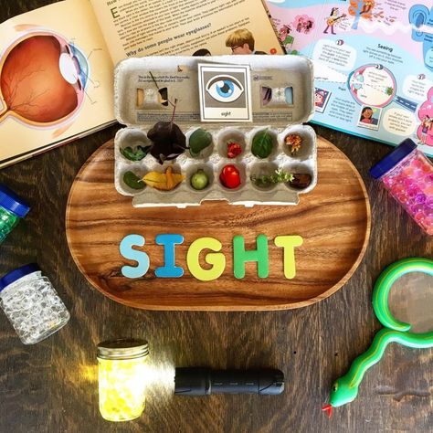 Five Senses Unit - Sense of sight! magnifying glass, water beads and flashlights, Totschool, preschool, kindergarden homeschool People, Montessori, Montessori Toddler, Pre K, Reading, Senses Preschool, Senses Activities, Sense Of Sight, 5 Senses Preschool