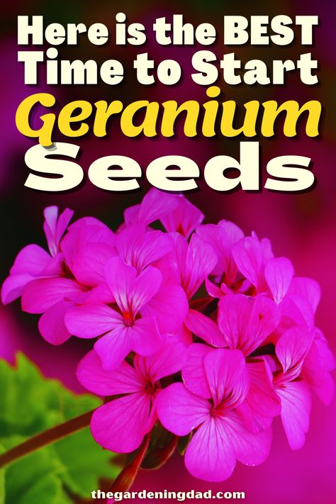Are you looking forward to trying to grow Geranium seeds? This article will go over the best ways to plant your seeds so they grow successfully. #Thegardeningdad #Geranium #flowers Gardening, Flowers, Ideas, Water, Best, Plant, Care, Growing, Pink Geranium