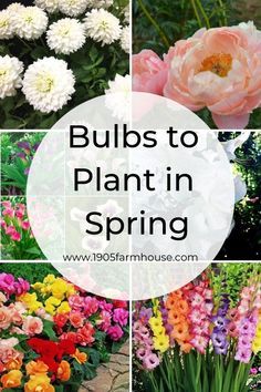 Planting Flowers, Gardening Supplies, Garden Bulbs, Planting Bulbs, Growing Flowers, Spring Bulbs, Spring Plants, Spring Garden Flowers, Flower Gardening