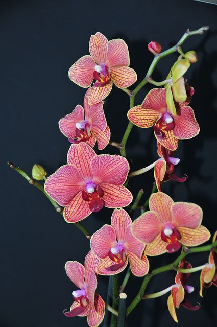 Moth Orchid by john a d willis Tropical Flowers, Flora, Phalaenopsis Orchid, Phalaenopsis, Orchid Flower, Orchid Care, Orchid Flowers, Orchid Plants, Exotic Orchids