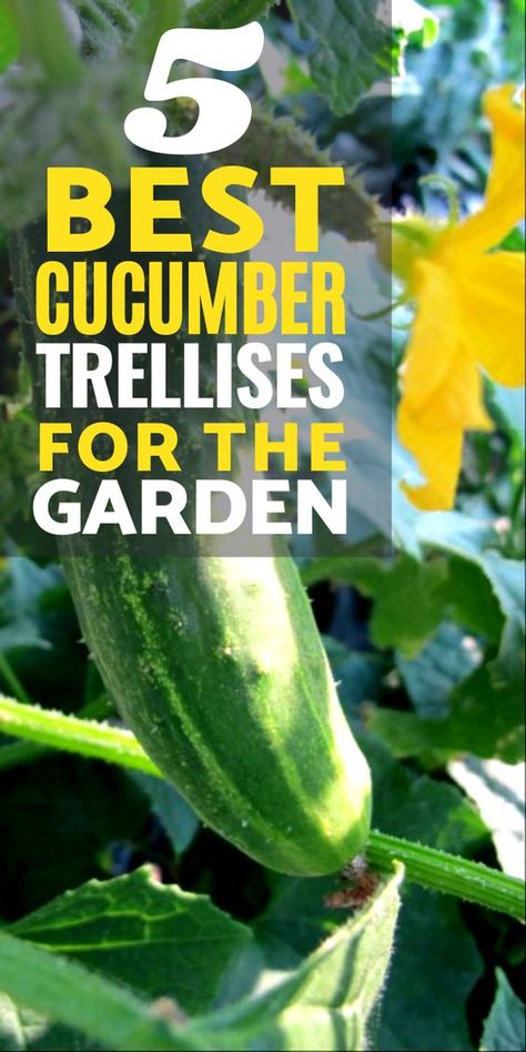 Trellis, Outdoor, Cucumber Gardening, Cucumber Trellis Diy, Cucumber Trellis, Cucumber Garden Trellis, How To Plant Cucumbers, Cucumber Plant, Growing Cucumbers From Seed