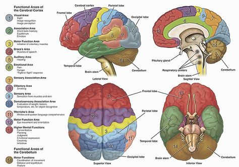 Anatomy of the human brain for Medical Neuroscience course. Physical Therapy, Brain Models, Brain Structure, Brain Anatomy, Brain Mapping, Anatomy And Physiology, Medical Art, Brain Science, Physiology