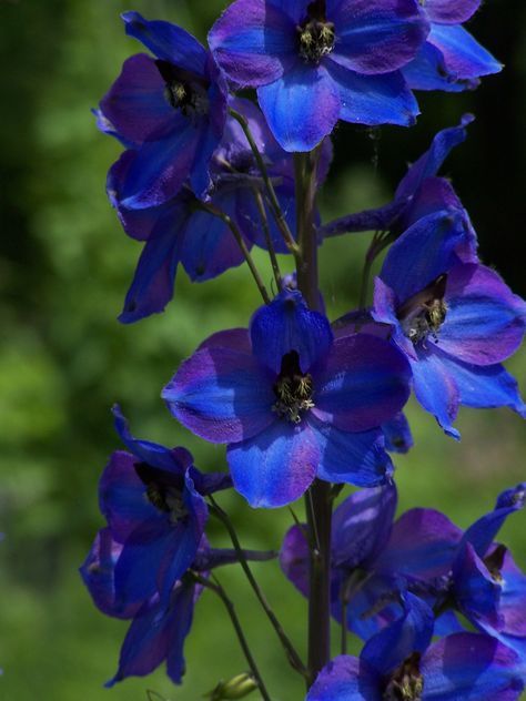 Delphinium Delphinium is a stately, elegant perennial that is a standard in English cottage gardens. Mounds of dark green, glossy foliage are adorned with huge spikes of showy, spurred flowers in e... Flora, Planting Flowers, Delphinium Flowers, Delphinium, Gardenia, Sun Perennials, Larkspur Plant, Shrub, Flower Garden