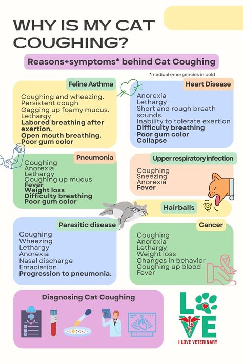 Occasional cat coughing can be harmless, but there are cases in which a cough can point to a medical concern. It’s important to know the difference, and when it’s time to see the vet. What are the reasons behind cat coughing? What are the symptoms? How to diagnose cat coughing? When you should visit the vet if your cat is coughing? Find the answers right now! https://iloveveterinary.com/blog/why-is-my-cat-coughing/ Pet Health, Cat Health Problems, Cat Health Remedies, Cat Illnesses, Cat Care Tips, Vet Medicine, Cat Health, Cat Asthma, Veterinary Care