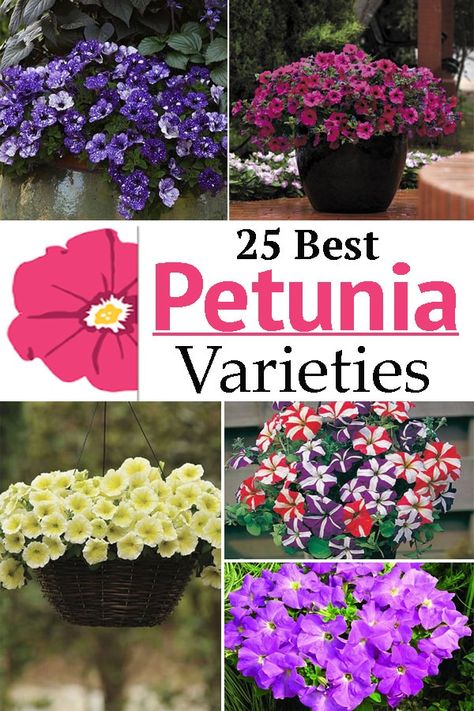 Add a dash of colors with different Types of Petunias and decorate the borders or containers of your garden with these pretty flowers! Inspiration, Art, Petunia Plant, Petunia Flower, Flower Pots, Flower Pots Outdoor, Petunia Care, Container Gardening Flowers, Flowering Plants