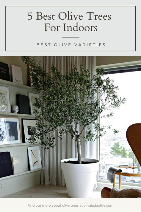 What are the best olive trees for indoors? Olive trees can be grown in many different ways, but some people wonder if they can grow them indoors. There are a few types of indoor olive trees that you might want to consider planting in your home or office. Find out more... #olive #tree #indoors #gardening #plants Home Living Room, Interieur, House Plants Decor, House Interior, Indoor Decor, Tall Indoor Plants, House Plants Indoor, Tree Interior, Indoor Trees