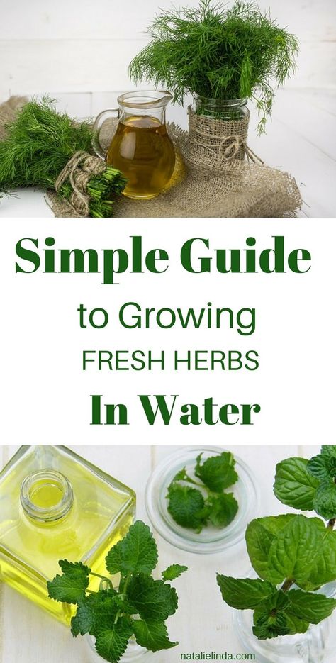 Learn how to grow herbs in water so that you can have fresh herbs at your disposal all year long! Growing Vegetables, Gardening, Herb Garden, Shaded Garden, Growing Herbs, Herb Gardening, Herbs Indoors, Growing Food Indoors, Fresh Herbs