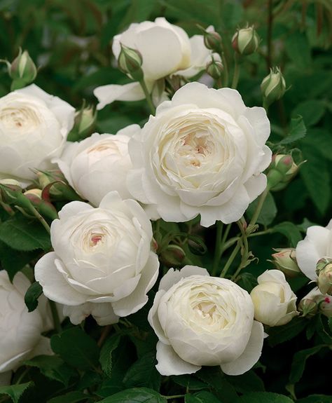 English Roses Built for Northern California - FineGardening Hoa, Weiße Rose, Bunga, Bloemen, Beautiful Roses, Resim, Beautiful Flowers, Pretty Flowers, Tuin