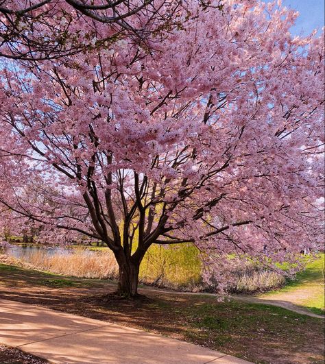 Nature, Cherry Blossom Pictures, Cherry Blossom Japan, Pink Trees, Japanese Cherry Blossoms, Blossom Trees, Pink Blossom Tree, Cherry Blossom Tree, Pink Cherry Blossom Tree