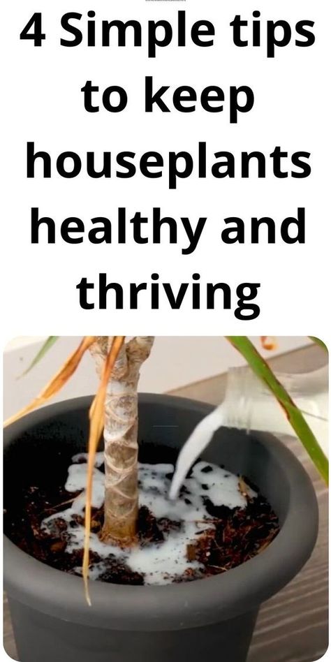 Gardening, Home Décor, Household Plants, Plant Care Houseplant, Growing Plants Indoors, House Plant Care, Indoor Plant Care, Fertilizer For Plants, Plant Care
