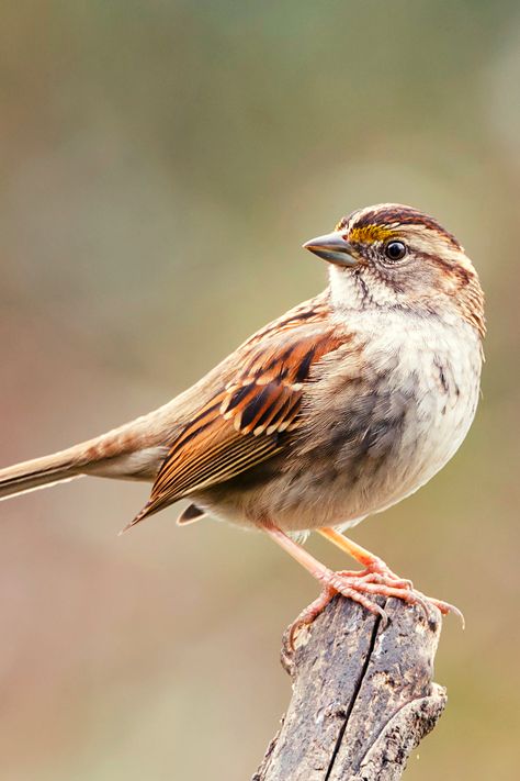 17 Beautiful Birds of Kentucky | White-throated Sparrow Bird, Sparrows, Sparrow Bird, Bird Pictures, Birds, Bird Photography, Birds Photos, Bird Photos Photography, Birda