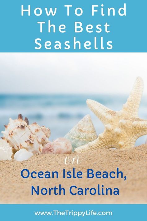 How to find shells on Ocean Isle Beach in NC Ocean Isle Beach Nc, Summer Time Activities, Myrtle Beach Trip, Coastal North Carolina, Nc Beaches, South Carolina Travel, Family Beach Trip, North Carolina Beaches, Ocean Isle Beach