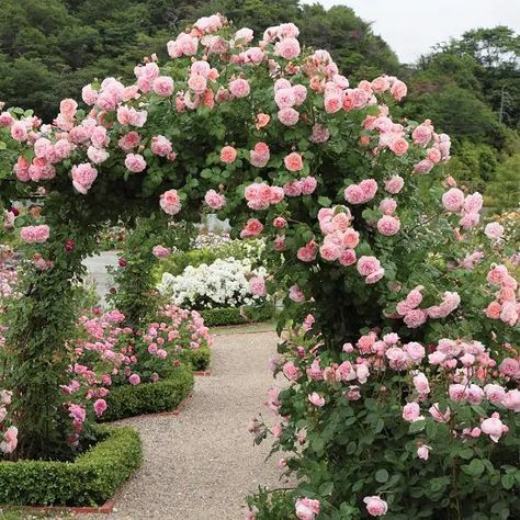21 Best Thornless Roses You can Grow | List of Thornless Roses | Strawberry Hill, Bloom, Strawberry, Rose, Beautiful Roses, Growing Roses, Rose Care, Growing, Garden Decor