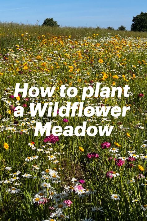 Our simple guide to create your own wildflower field Plants, Wild, Jardim, Wild Flowers, Meadow, Flower Landscape, Wild Flower Meadow, Autumn Garden, Flower Garden
