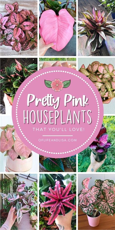 15 BEST Naturally Pink Houseplants You'll Love - Of Life and Lisa Green Plants, Outdoor, Pink, Plants With Pink Flowers, Pink Succulent, Pink Garden, Inside Plants, Plants Indoor, Pink Leaf Plant