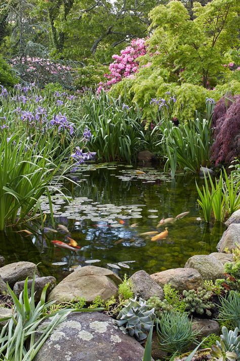 Pond-garden Shaded Garden, Ponds Backyard, Pond Landscaping, Pond Water Features, Garden Pond Design, Garden Pond, Water Garden Plants, Water Garden, Garden Landscaping