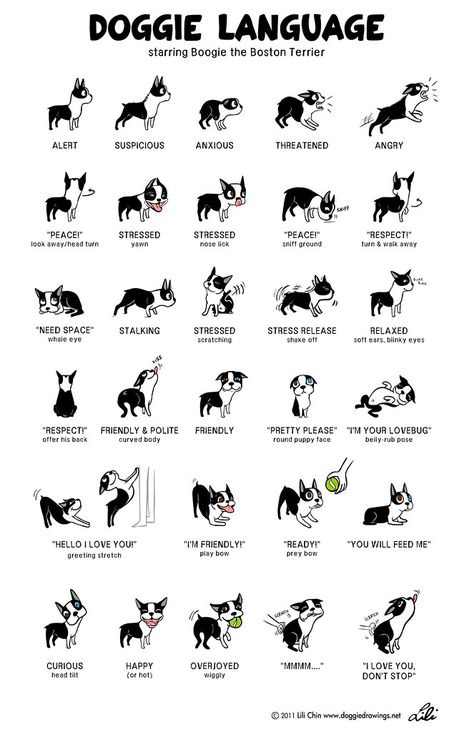 What to Do When Approached By An Off-Leash Dog Pitbull, Dogs, Labrador, Dog Language, Dog Lovers, Dog Mom, Dog Info, Dog Body Language, Dog Love