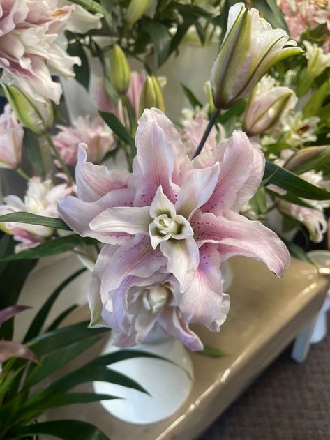 Floral, Flora, Pink, Lily, Lillies, Lily Flower, Bloom, Lily Bouquet, Stargazer Lilies