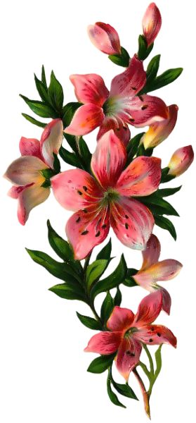 Flora, Flowers, Flower Wallpaper, Flower Images, Flower Phone Wallpaper, Flower Backgrounds, Digital Flowers, Flower Background Wallpaper, Hoa