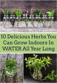 Growing Vegetables, Gardening, Outdoor, Container Gardening, Garden Types, Growing Food, Gardening Tips, Growing Indoors, Growing Herbs