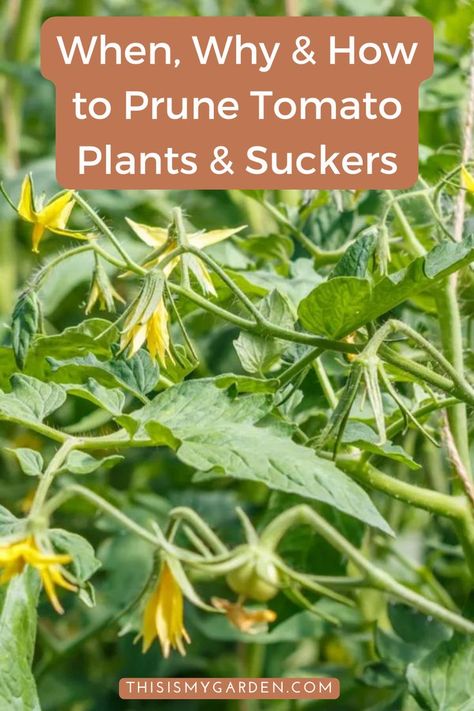 How To Plant Tomato Plants, Tomato Pruning Tips, Best Way To Support Tomato Plants, Diy Tomato Greenhouse, How To Take Care Of Tomato Plants, Transplanting Tomato Plants, Best Way To Stake Tomato Plants, How To Support Tomato Plants, Beefsteak Tomato Plant