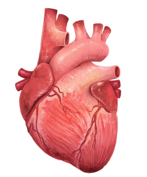 Ale, Portrait, Medical Illustrations, Anatomical Heart, Heart Anatomy, Anatomical Heart Drawing, Heart Art, Medical Art, Medical Illustration