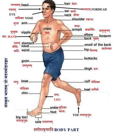 Male Body parts name in Sanskrit English, Grammar, English Grammar, Instagram, Anatomy Organs, Body Anatomy Organs, Learn Facts, Learn English Words, Grammar And Vocabulary