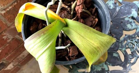 How To Save An Orchid With Leaves Turning Yellow? Gardening, Planting Flowers, Watering, Orchid Plant Care, Repotting Orchids, Orchid Care, Grow Lights, Orchid Plants, Growing Media
