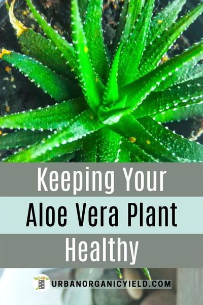 Nutrition, Cactus, Outdoor, Aloe Plant Care, Aloe Vera Plant Indoor, Growing Aloe Vera, How To Grow Alovera Plant, Aloe Vera Plant, Aloe Plant