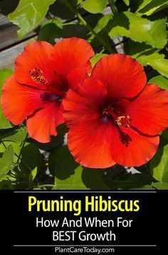 Outdoor, Hibiscus, Growing Hibiscus, What To Plant With Hibiscus, Hibiscus Shrub, Hibiscus Tree Care, Fertilizer For Plants, Hardy Hibiscus Plant, Hibiscus Bush