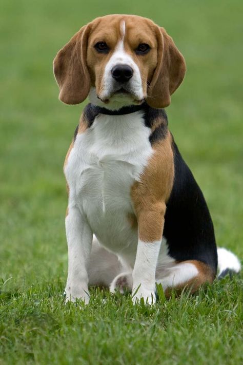 El beagle adulto Beagles, Dogs, Pitbull, Labrador, Dogs And Puppies, Dog Cat, Perros, Spaniel, Rottweiler