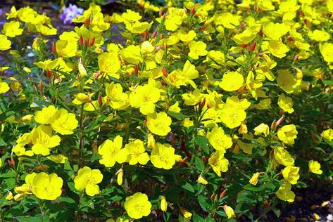 If you’re looking for a triple-duty plant that adds medicinal, nutritional and aesthetic value to your garden, consider evening primrose, the native American plant that’s made itself at home in Europe and around the world. Learn more now at Gardener’s Path. Perennials, Plants, Flowers, Yellow Flowers, Unique Plants, Beautiful Flowers, Blossom, Flowering Shrubs, Small Shrubs