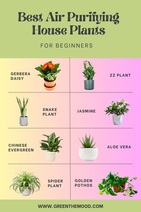 Best Air Purifying House Plants for Begginners! Calming Indoor Plants for example ZZ Plant or Aloe. Create a Zen paradise in your home with these 10 calming plants. Decrease stress, live green life! These indoor plants have been proven to boost mood, reduce anxiety, and purify the air. And the best part? They are low-maintenance and add a touch of natural beauty to any home. Detox, Studio, Gardening, Indoor Plants Clean Air, Best Air Purifying Plants, Indoor Air Purifying Plants, Air Cleaning Plants, Plant Care Houseplant, Indoor Plants For Oxygen