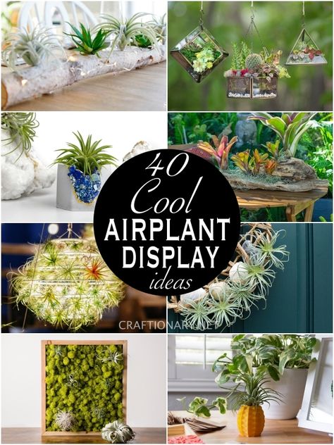 Terrariums, Decoration, Diy, Crafts, Air Plant Holder, Air Plants Diy, Hanging Air Plants Diy, Air Plant Terrarium, Air Plant Garden