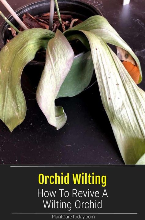 Orchid Wilting: How To Revive A Wilting Orchid Gardening, Planting Flowers, Patchwork, Ideas, Buddha, Orchid Care, Orchid Plant Care, Growing Orchids, Orchid Roots