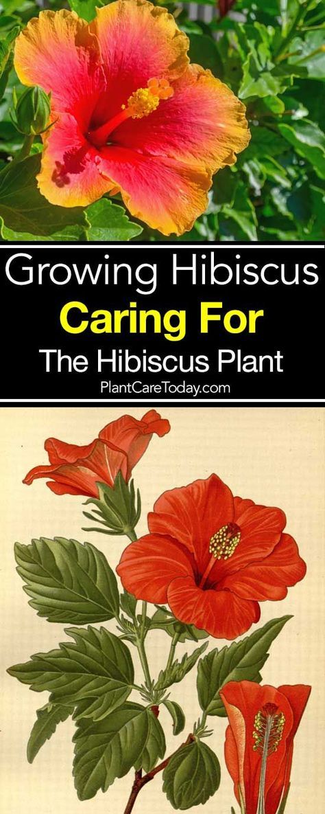 Growing a hibiscus tree adds a tropical flavor to the garden. The reward in learning patio hibiscus plant care is years of beautiful flowers. [LEARN MORE] Hibiscus, Planting Flowers, Growing Hibiscus, Hibiscus Tree Care, Hibiscus Garden, Hibiscus Bush, Hibiscus Plant, Hibiscus Tree, Plant Care